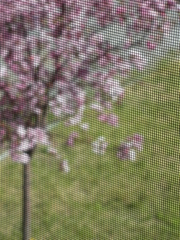 screened_crabapple1.jpg
